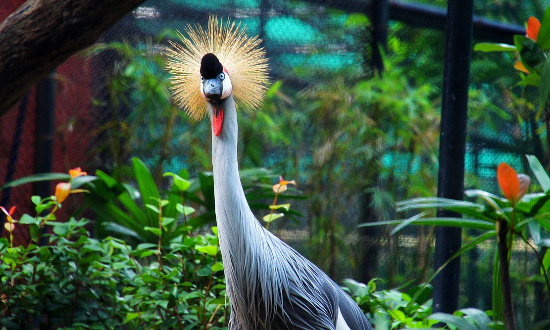 香港动植物公园于1864年开放是香港建立最早的公园每天饲养员还要抱着
