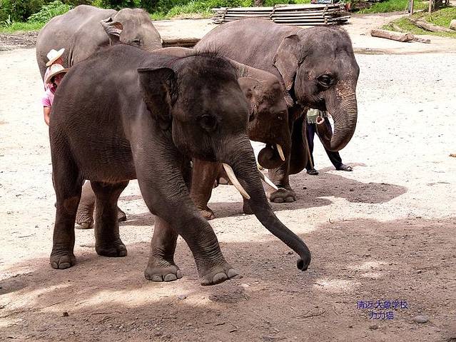 清道大象训练中心