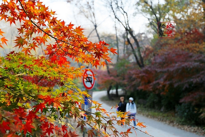 "都说秋风扫落叶，加上最近天气多变且恶劣，担心枫叶掉光，等真正来到栖霞山，赤橙黄绿、层林尽染，美丽非常_栖霞山"的评论图片