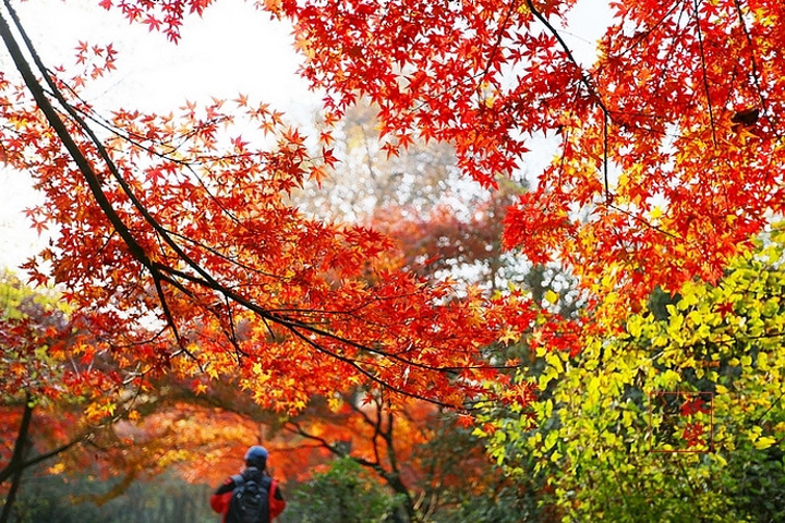 "都说秋风扫落叶，加上最近天气多变且恶劣，担心枫叶掉光，等真正来到栖霞山，赤橙黄绿、层林尽染，美丽非常_栖霞山"的评论图片