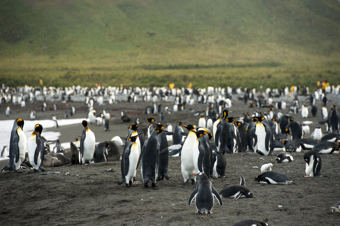 王企鹅的世界图片 王企鹅的世界图片