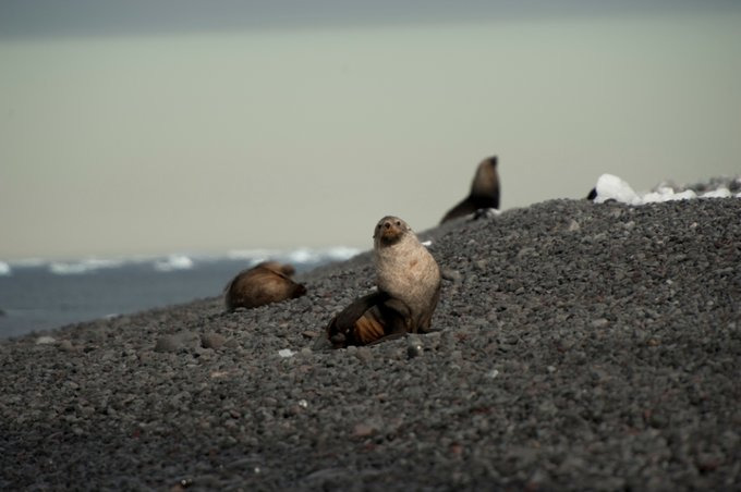 海豹介绍图片 海豹介绍图片