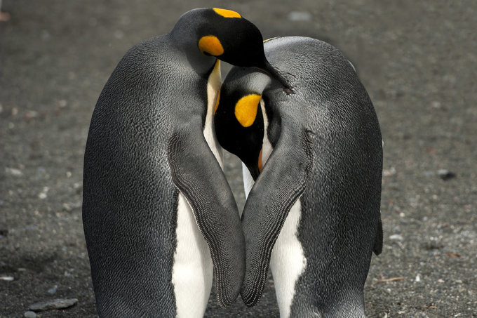 王企鹅的世界图片 王企鹅的世界图片