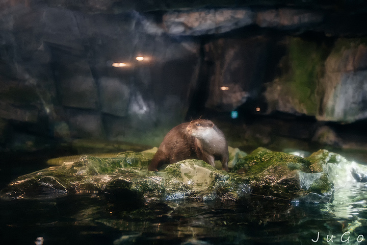 2017水母虽然长相美丽温顺,其实十分凶猛~这