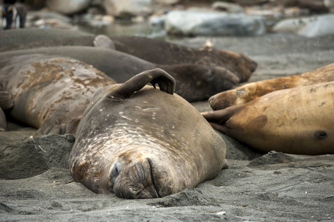 王企鹅的世界图片 王企鹅的世界图片