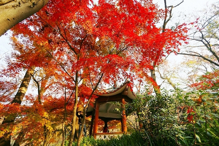 "都说秋风扫落叶，加上最近天气多变且恶劣，担心枫叶掉光，等真正来到栖霞山，赤橙黄绿、层林尽染，美丽非常_栖霞山"的评论图片