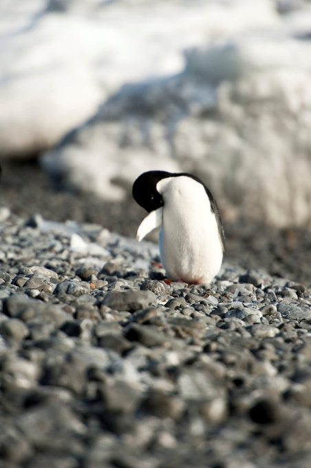 布朗断崖图片 布朗断崖图片