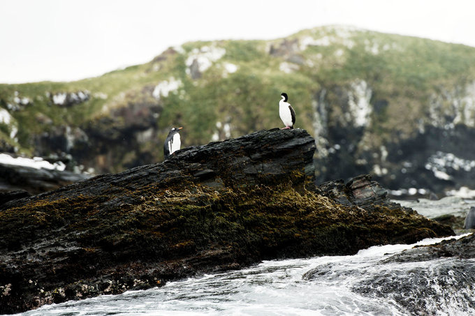 南乔治亚岛图片 南乔治亚岛图片