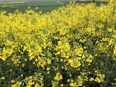 2017兴化千垛景区_旅游攻略_门票_地址_游记