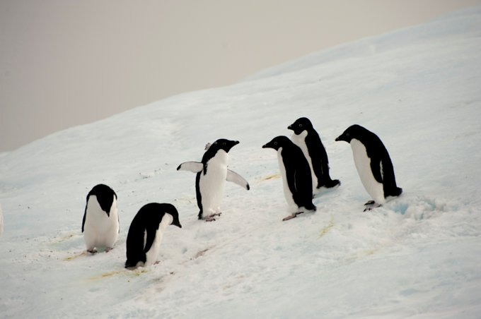 Paulet Island图片 Paulet Island图片