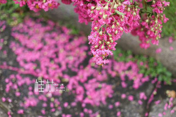 广西师范大学(育才校区)