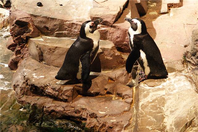 新英格兰水族馆