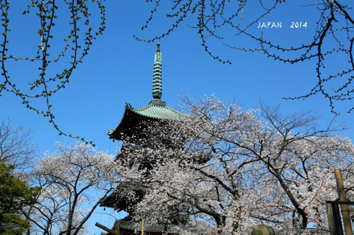 21对上野恩赐公园的感受就是日本人民太幸福了这样一个仿若上天恩赐的公园散步聚会闲走发呆 上野公园 评论 去哪儿攻略