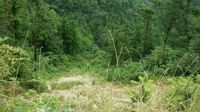 百里龙山国家森林公园