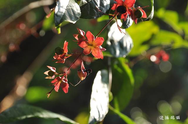 莫里热带雨林景区