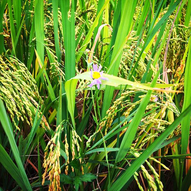 【贵州】龙之故里龙里三日游