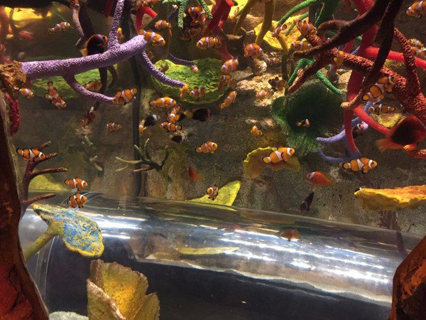 釜山SEA LIFE水族馆