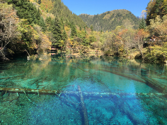 "五花海是湖水最清的地方，水中一切均清晰可见，湖水因观看角度的不同呈现不同的色彩_九寨沟-五花海"的评论图片