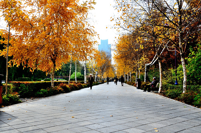 种在道路两旁的树,道路两旁的树简笔画,道路绿化(第2页)_大山谷图库