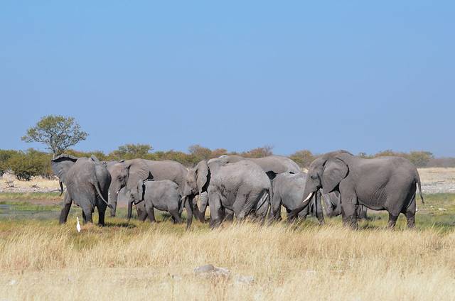 小象baby紧紧地跟这妈妈的脚步.