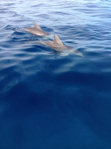 都是头发艳阳高照的结果就是我们的快艇到了深海就立刻能看到海豚了