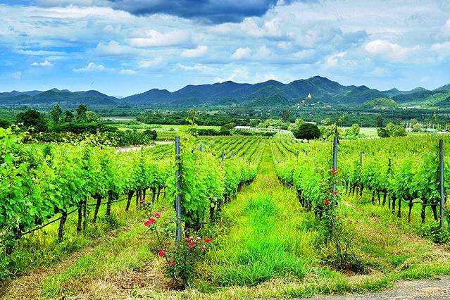 华欣山丘葡萄园