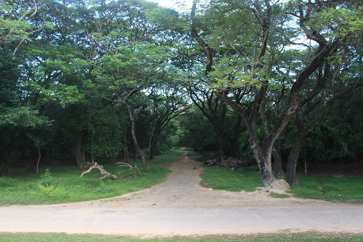 拍过的日出,但是很满足,对了,这个树,怎么看都像龙珠里,那美克星的树