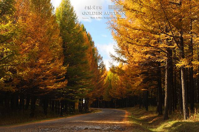 河北省塞罕坝机械林场总场大唤起林场