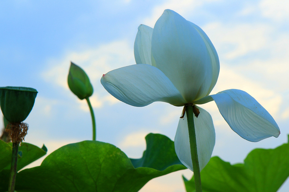 虽没去得了丽江，来次洛阳也不错