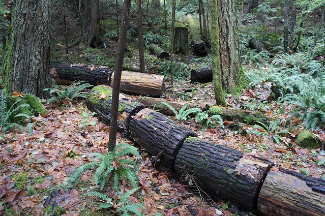 卡皮拉诺吊桥公园