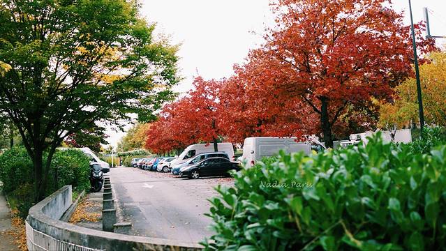 梵维斯跳蚤市场
