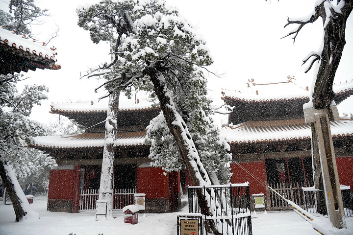 "...泛滥，亲眼目睹了这一惨烈现象：千年古柏的枝干在暴雪的重压下，不时发出可怕的断裂声，轰然折断落地_孔庙"的评论图片