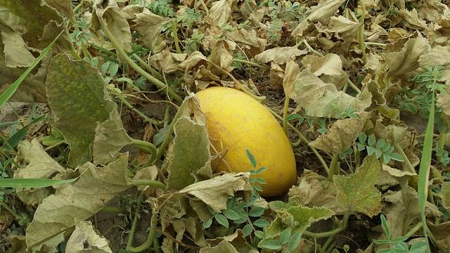 哈密市哈密瓜园