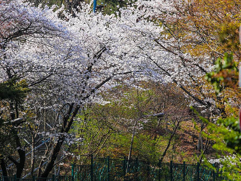 三清公园samcheong park