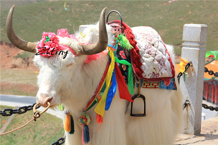 2017从西宁市区去青海湖的路上会经过日月山