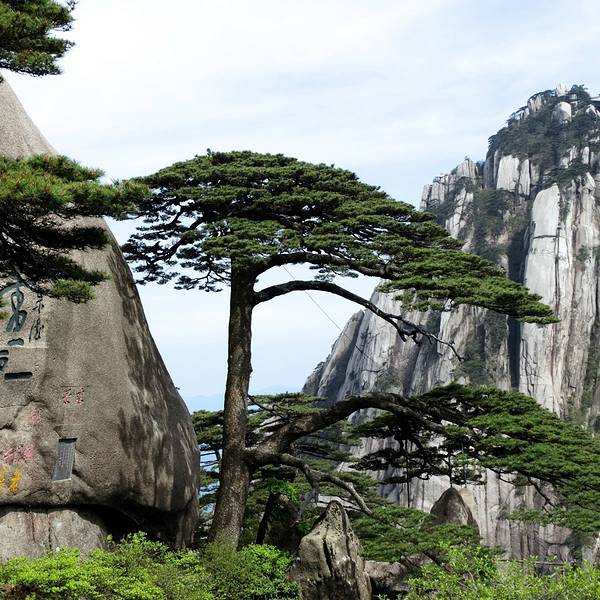 迎客松旅游攻略