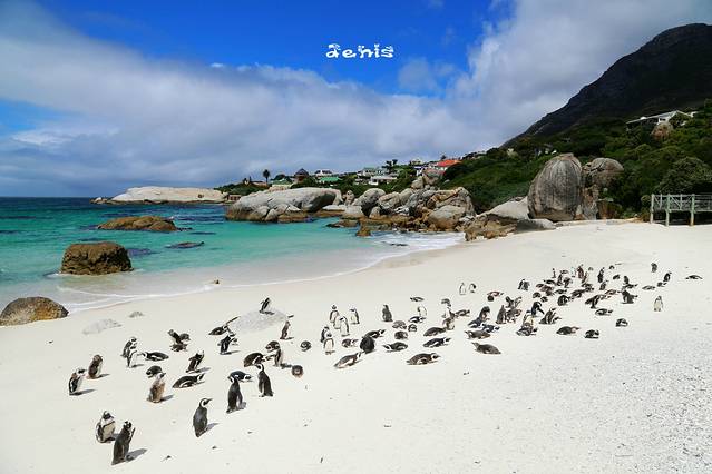 企鹅海滩