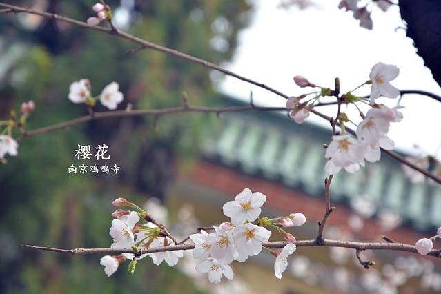 鸡鸣寺樱花大道