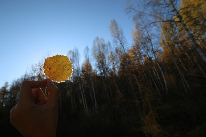 "景点都是修成一圈木栈道，走一圈就逛完了，很好走。谢谢观赏 ，如果大家喜欢。红红的小浆果好漂亮_呼伦贝尔大草原"的评论图片