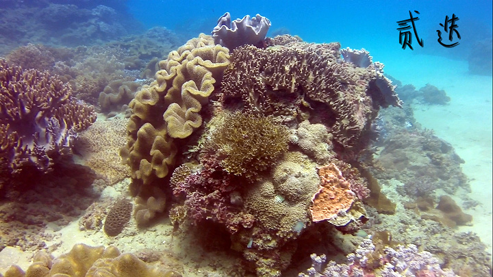 台湾特色蔬菜,炒三苏,味道一般吧,口感爽脆