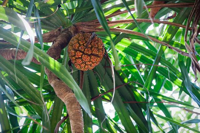 露兜树,也叫野菠萝,假菠萝