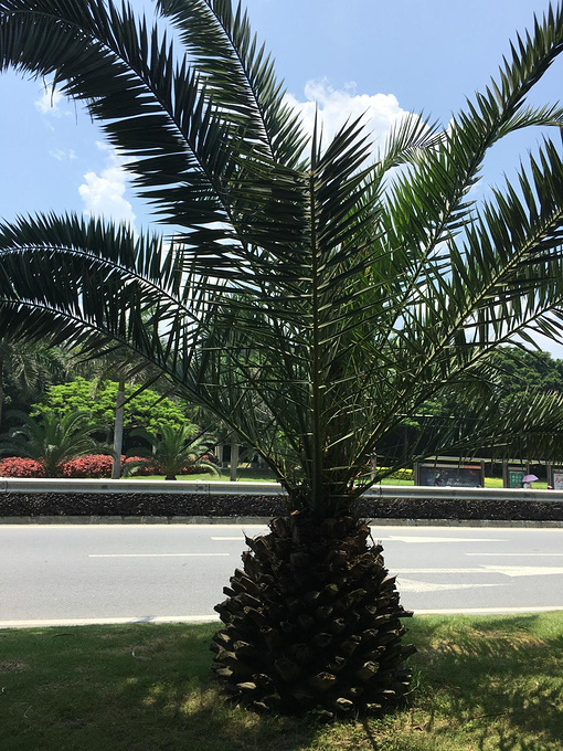六月,梅雨的厦门_厦门旅游攻略_自助游攻略_去