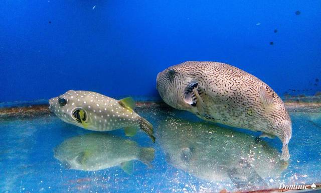 芽庄国家海洋博物馆