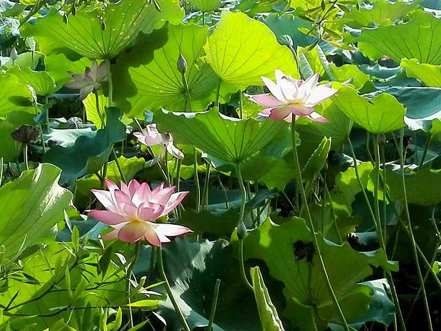 华南农业大学-湿地公园