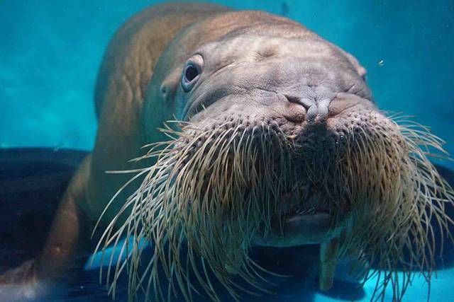 正佳极地海洋世界