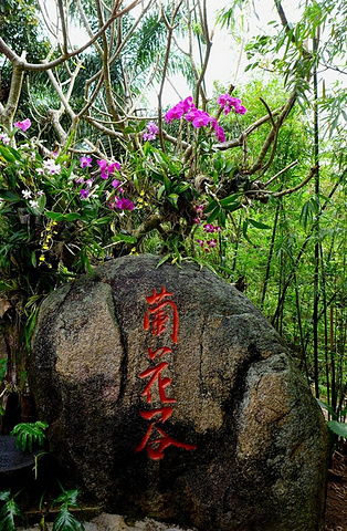 乘坐景区电瓶车到达的第一个景点——兰花谷_亚龙湾热带天堂森林公园&