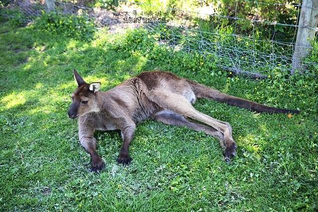 龙柏考拉保护区
