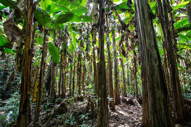西双版纳热带雨林国家公园望天树景区