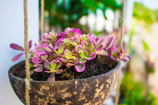 Chi Chi-pong 兔子冰淇淋