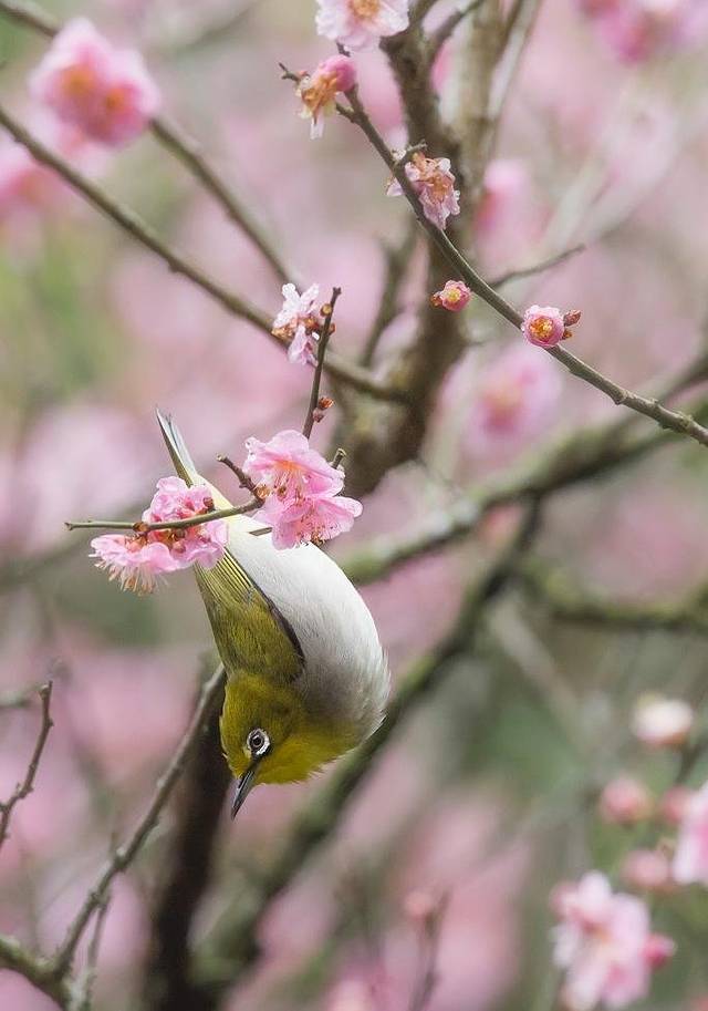 嘉道理农场暨植物园
